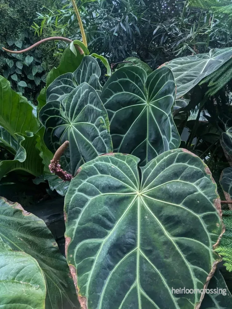 Anthurium magnificum Anthurium magnificum