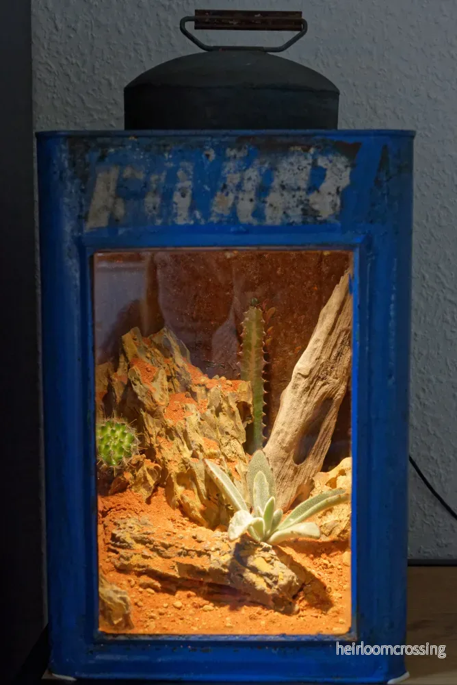 Ökenterrarium - Bild 3