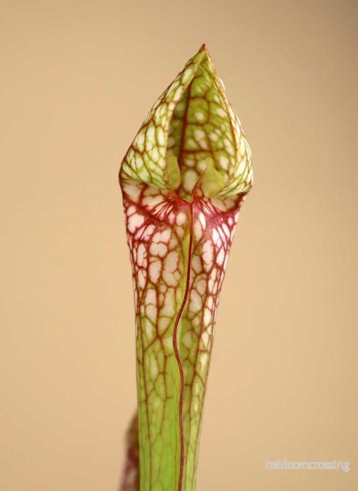 Sarracenia x 'Scarlet belle' - Bild 2