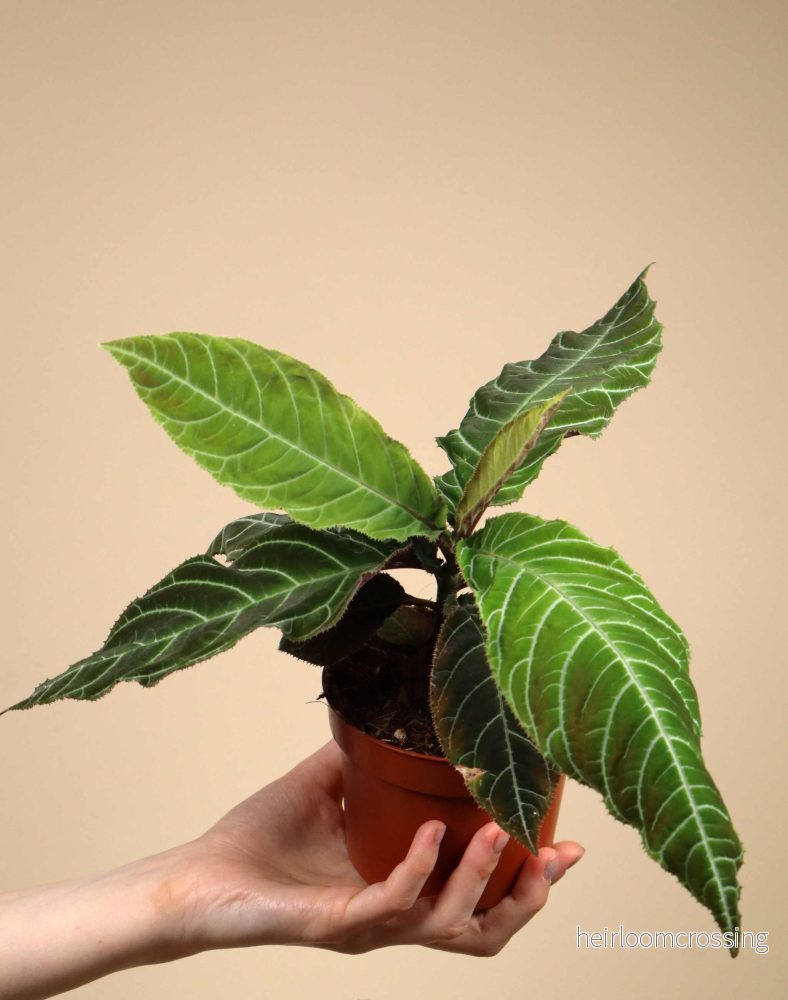 Ardisia gigantifolia - Bild 2