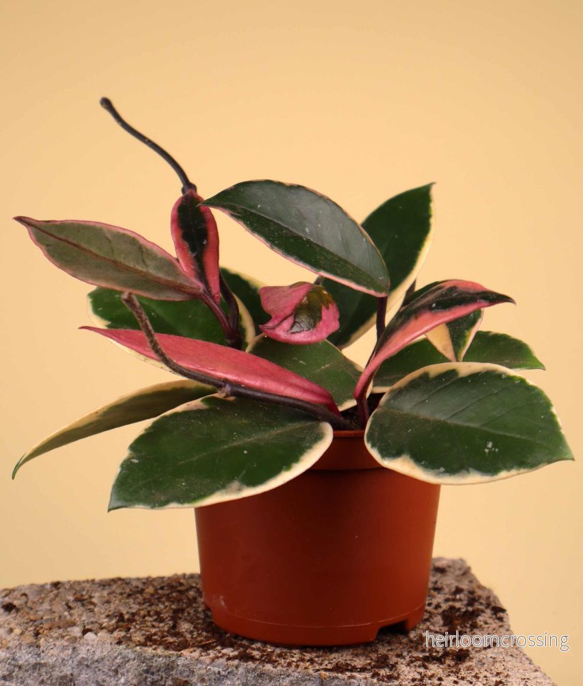 Hoya carnosa 'Flamingo dream' - Bild 3
