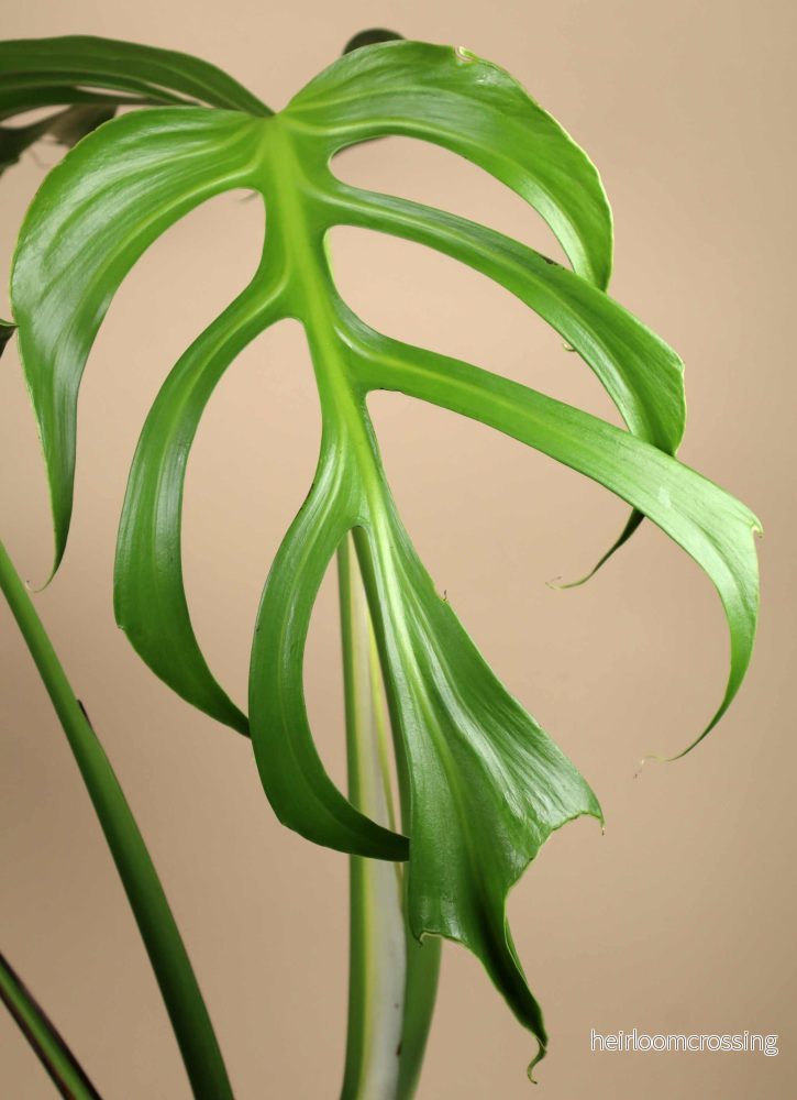Monstera Burle Marx Flame