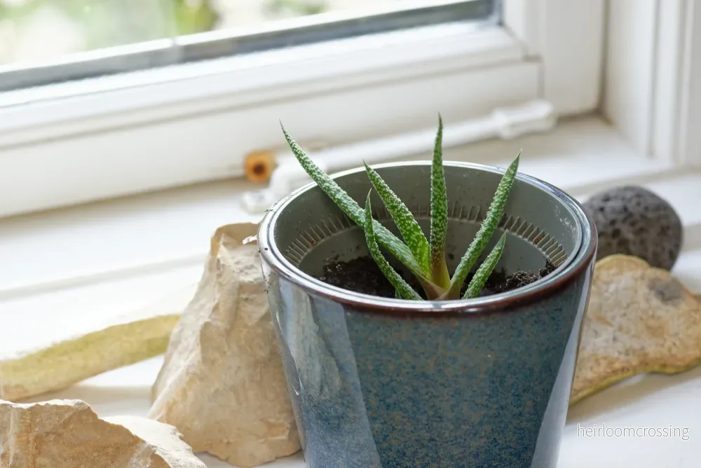 Kyld Gasteria (Gasteria verrucosa) | plantera