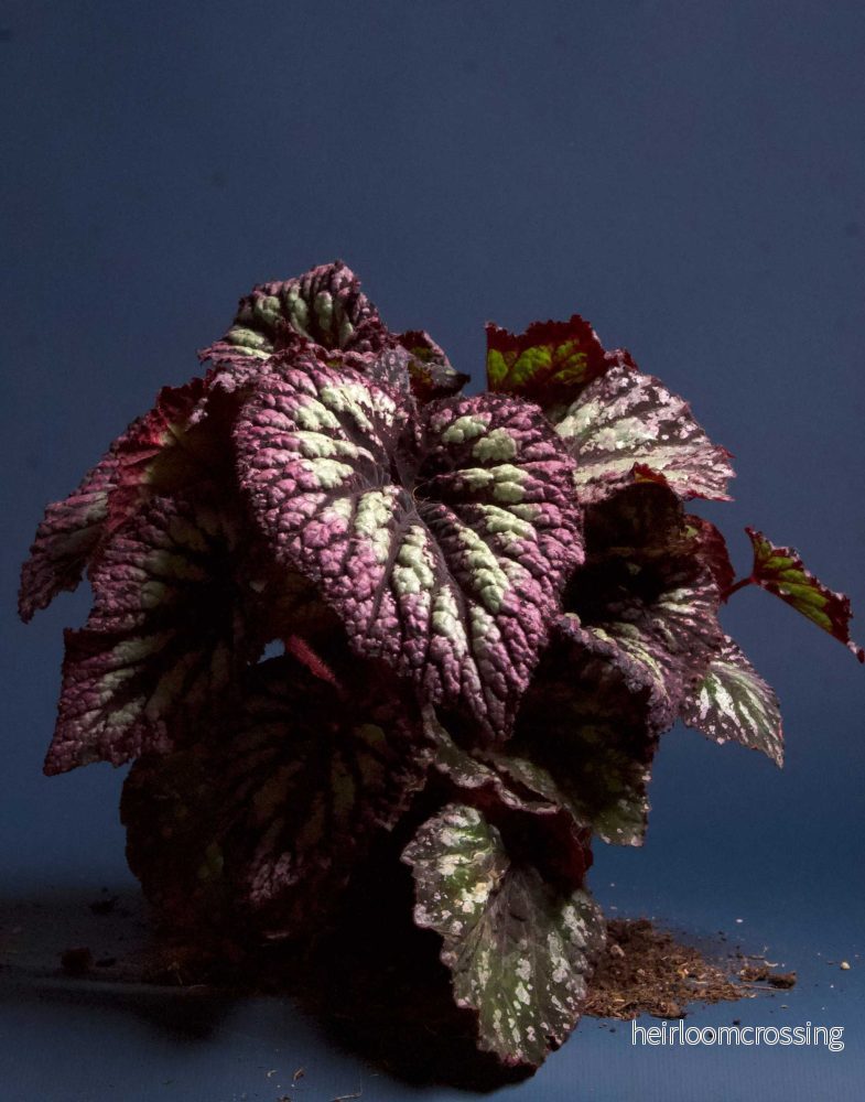 Begonia rex' Fireworks' - Bild 3