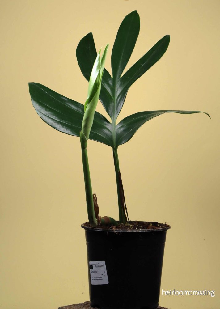 Rhaphidophora decursiva - Bild 2