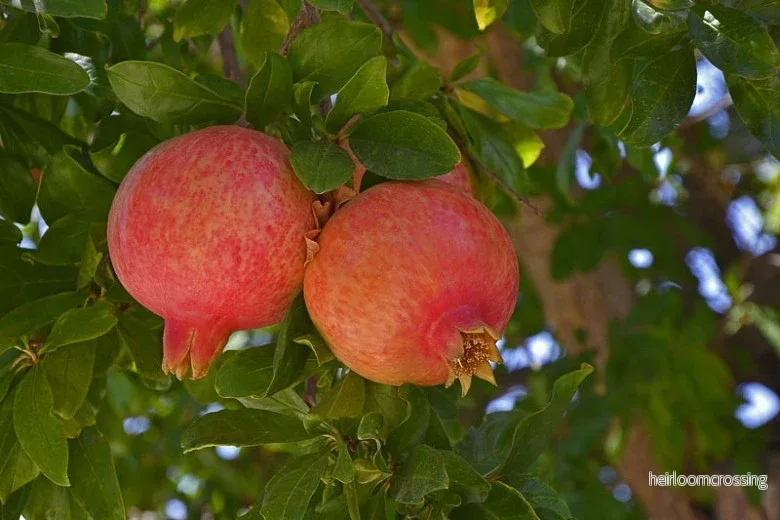 Granatäpple (Punica granatum) | frön, 10 st. - Bild 3