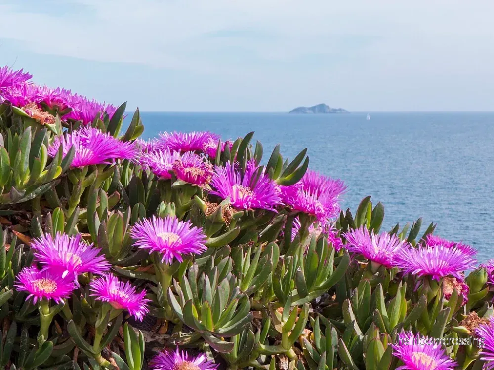 Havsfikon (Carpobrotus acinaciformis) | frön, 10 st.