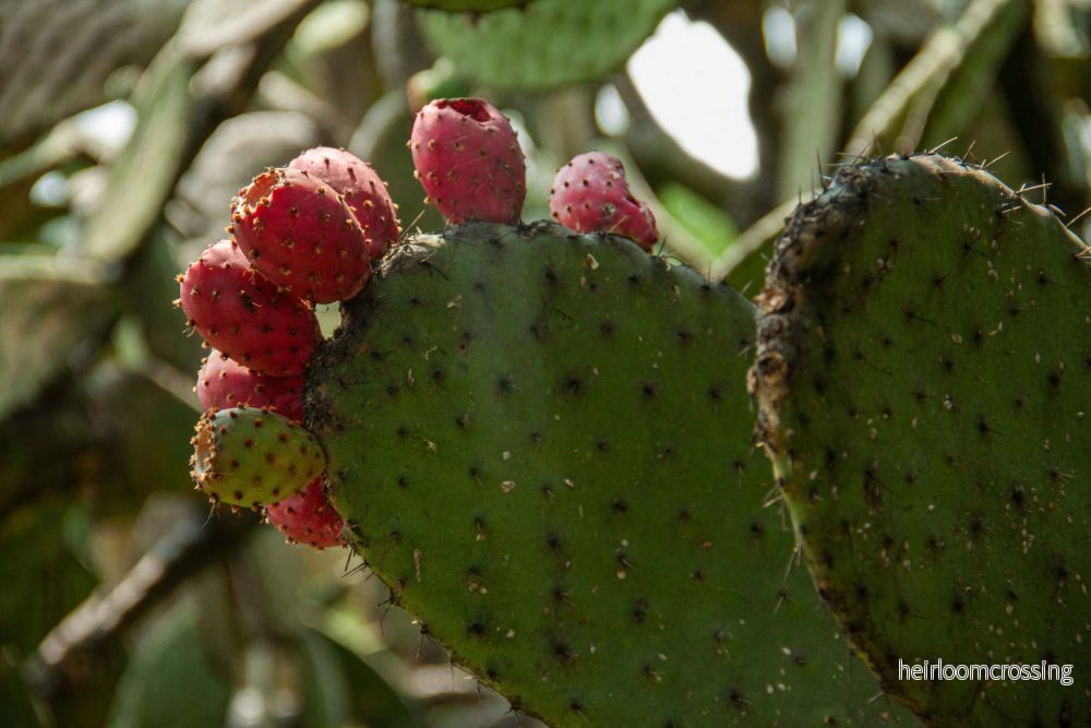 Opuntia Jamaicensis - Bild 2