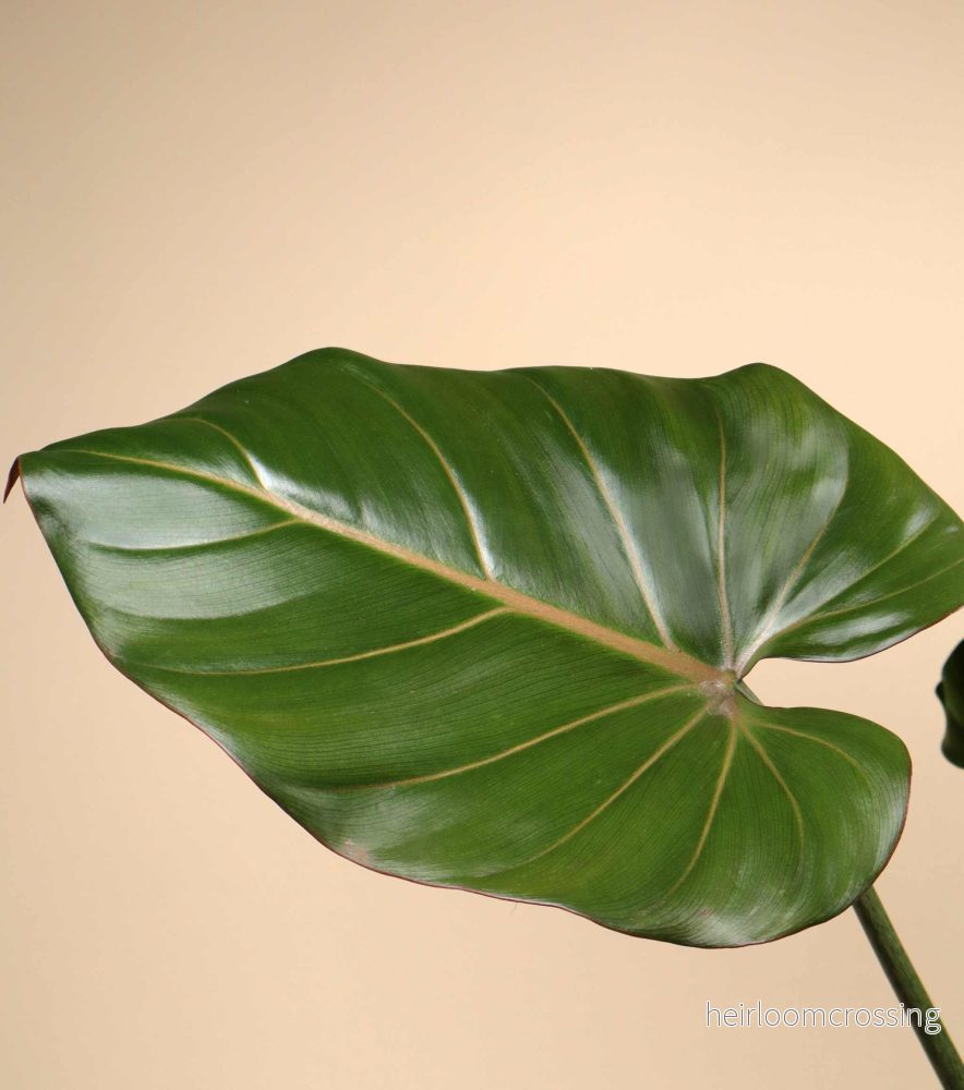 Philodendron 'Summer Glory' - Bild 3