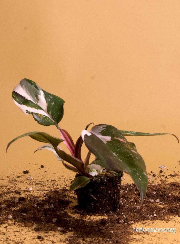 Philodendron Red Anderson - Bild 3