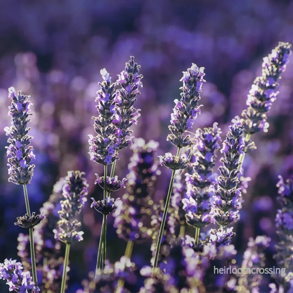 Lavendel eterisk olja 15 ml - Bild 2