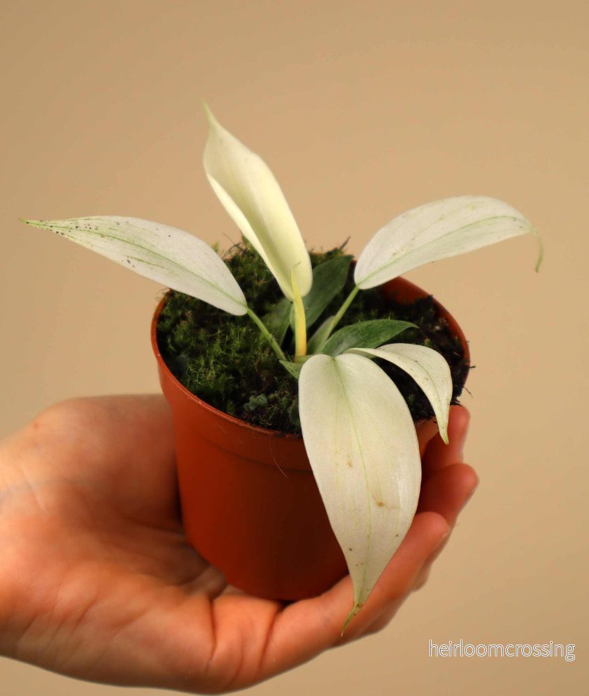 Philodendron 'Florida Ghost' - Bild 3