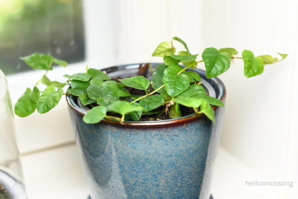 Hängande fikon (Ficus pumila) - Bild 2