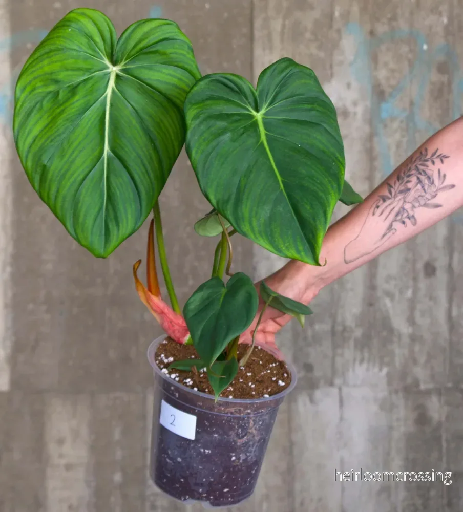 Philodendron ’Dean Mc Dowell’ - Bild 3