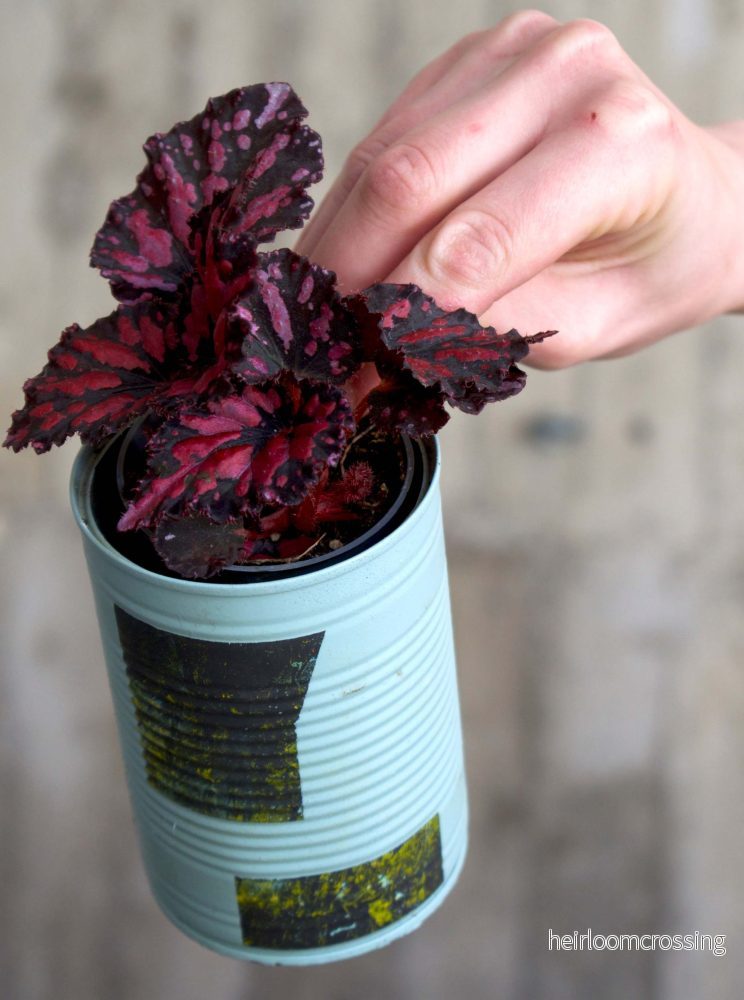 Begonia Rex 'Etna'