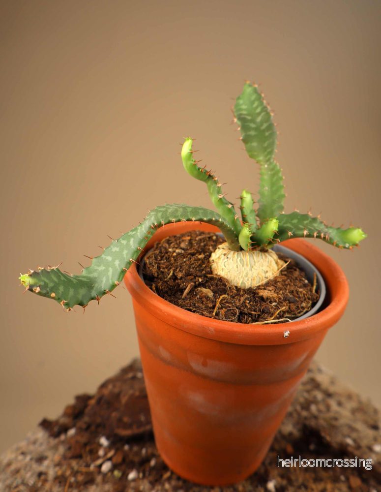 Euphorbia stellata