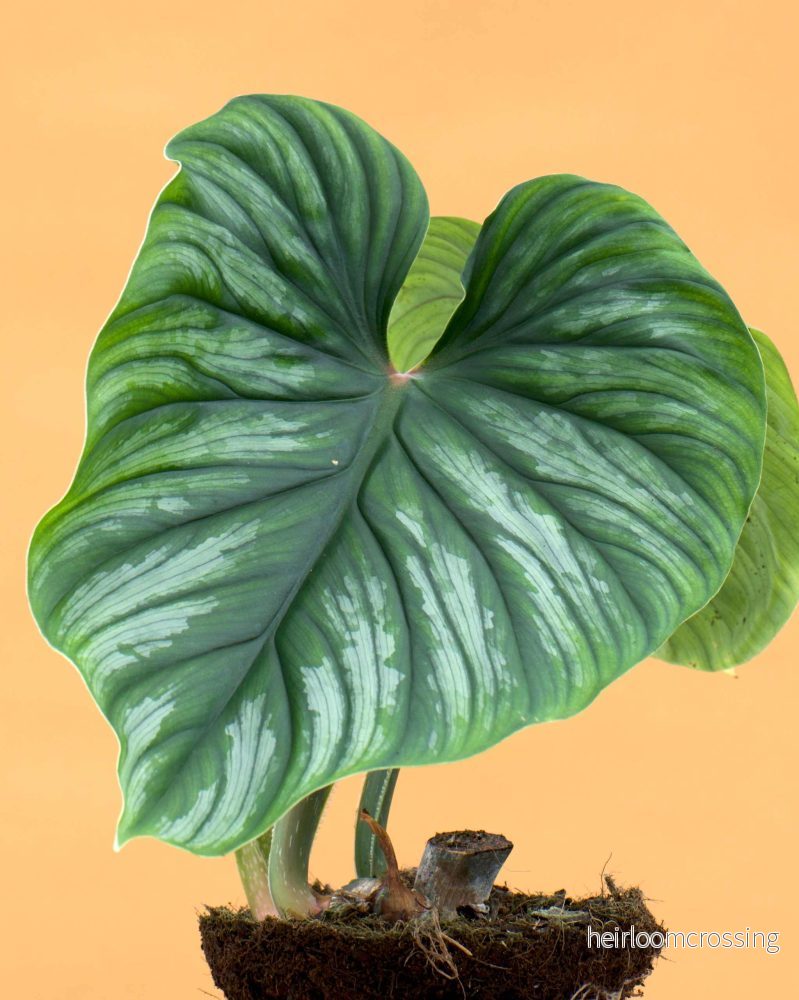 Philodendron plowmanii - Bild 3
