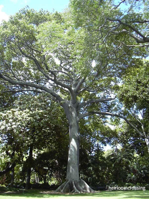 Kapokträd (Ceiba pentandra) | frön, 10 st.
