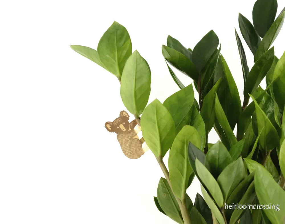 Koala - Bild 2