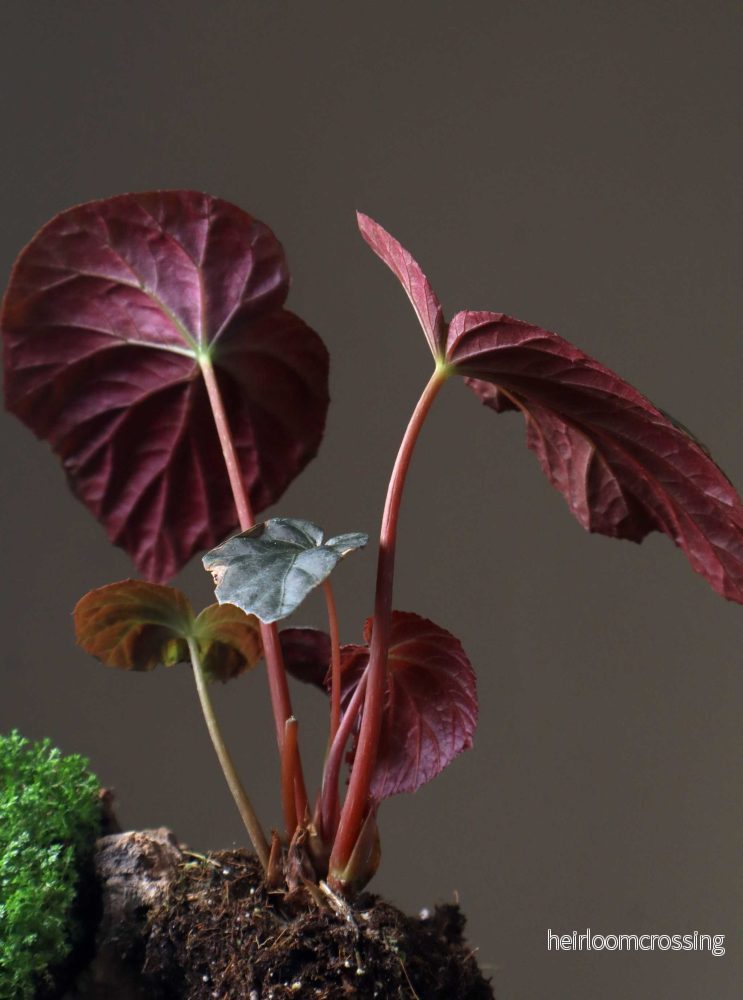 Begonia pavonina - Bild 2