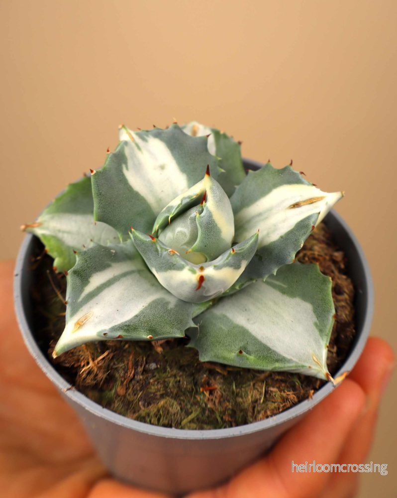 Agave potatorum cv. Shoji-Raijin | Mezcal Agave