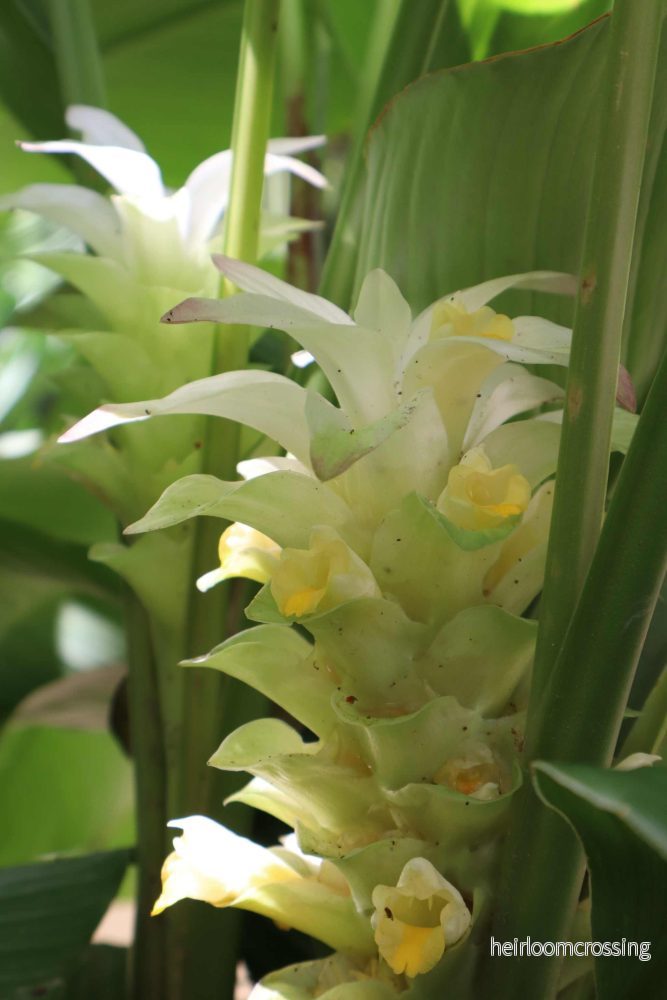Curcuma longa (Gurkmeja) - Bild 2