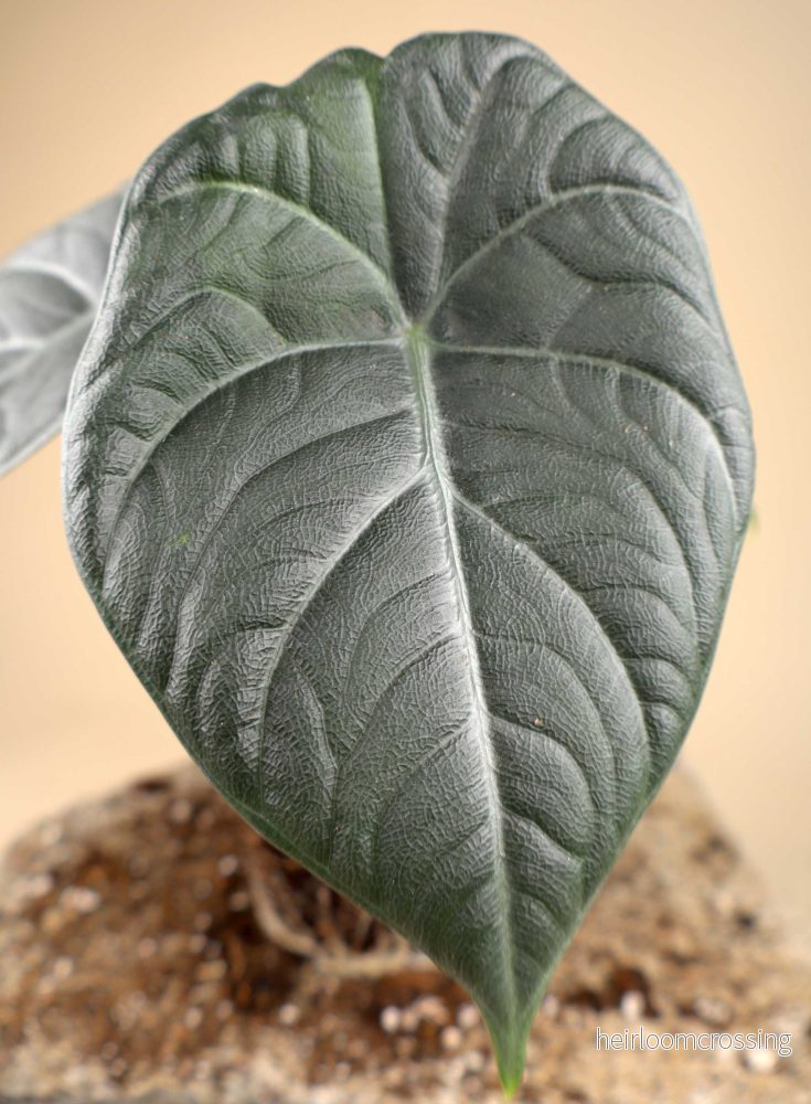 Alocasia 'Maharani' - Bild 2