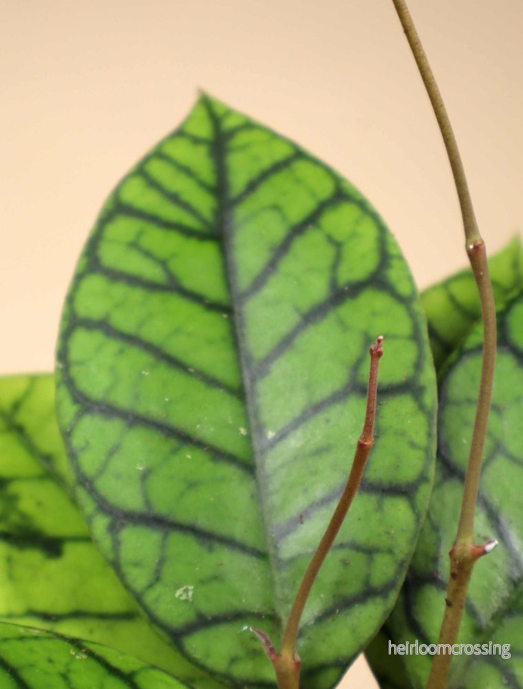 Hoya callistophylla - Bild 2