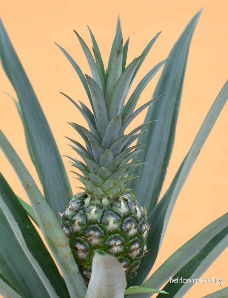 Ananas comosus (ätbar)
