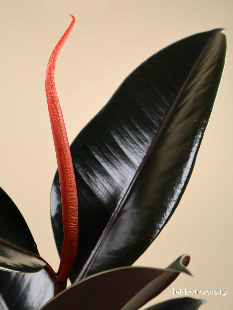 Ficus elastica "Abidjan" | Fönsterfikus - Bild 3