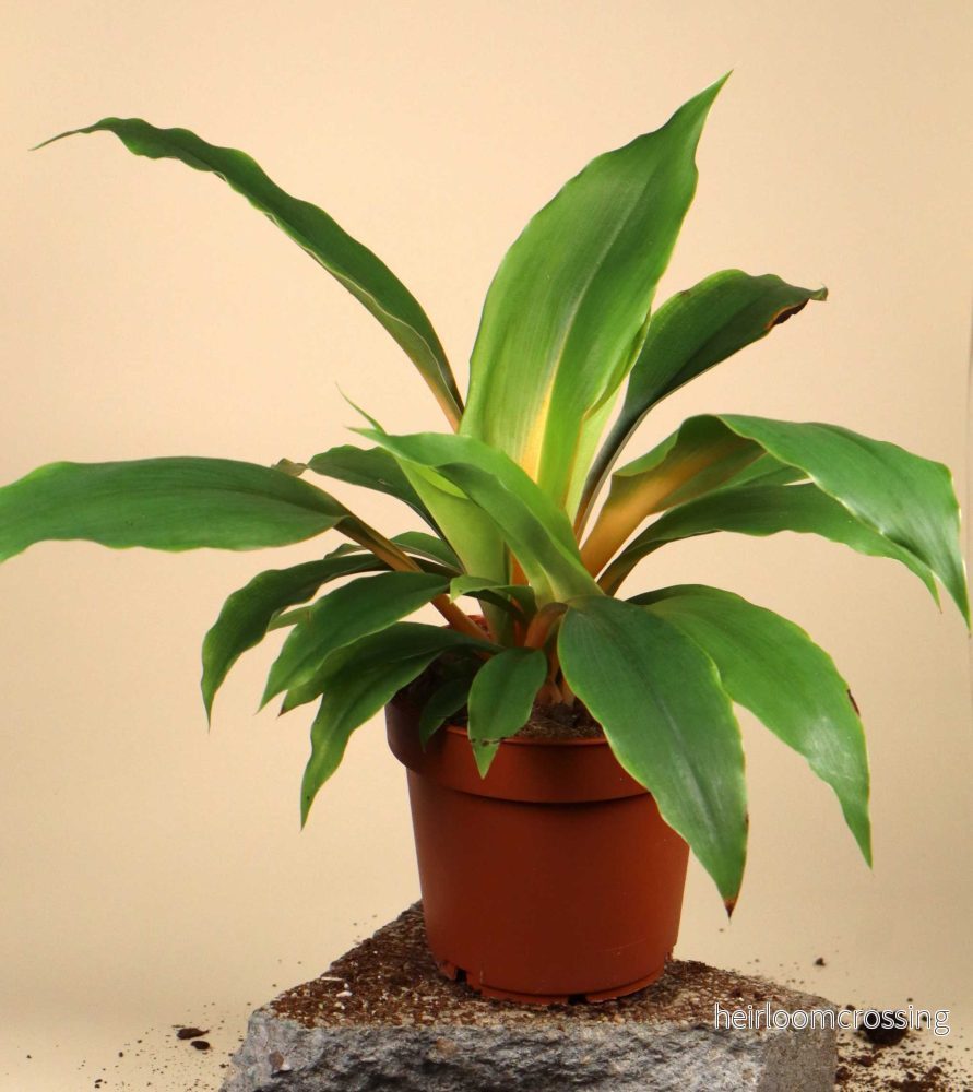 Chlorophytum orchidastrum 'Kamerunlilja' - Bild 3