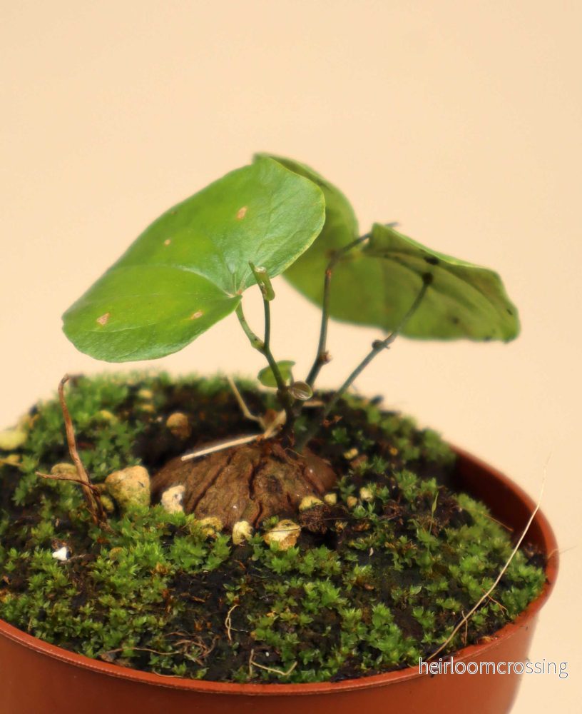 Dioscorea elephantipes - Bild 2