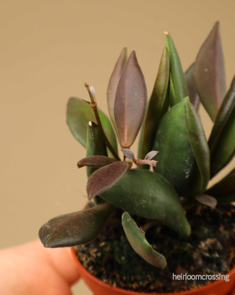 Hoya rosita 'Red Maroon' - Bild 3