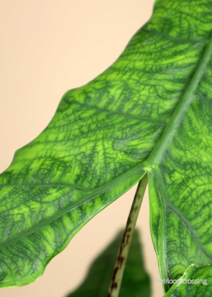 Alocasia zebrina reticulata form - Bild 2