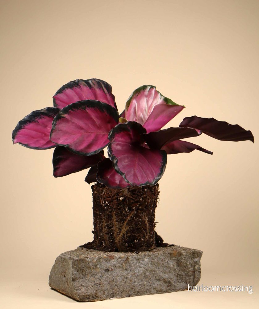 Calathea roseopicta