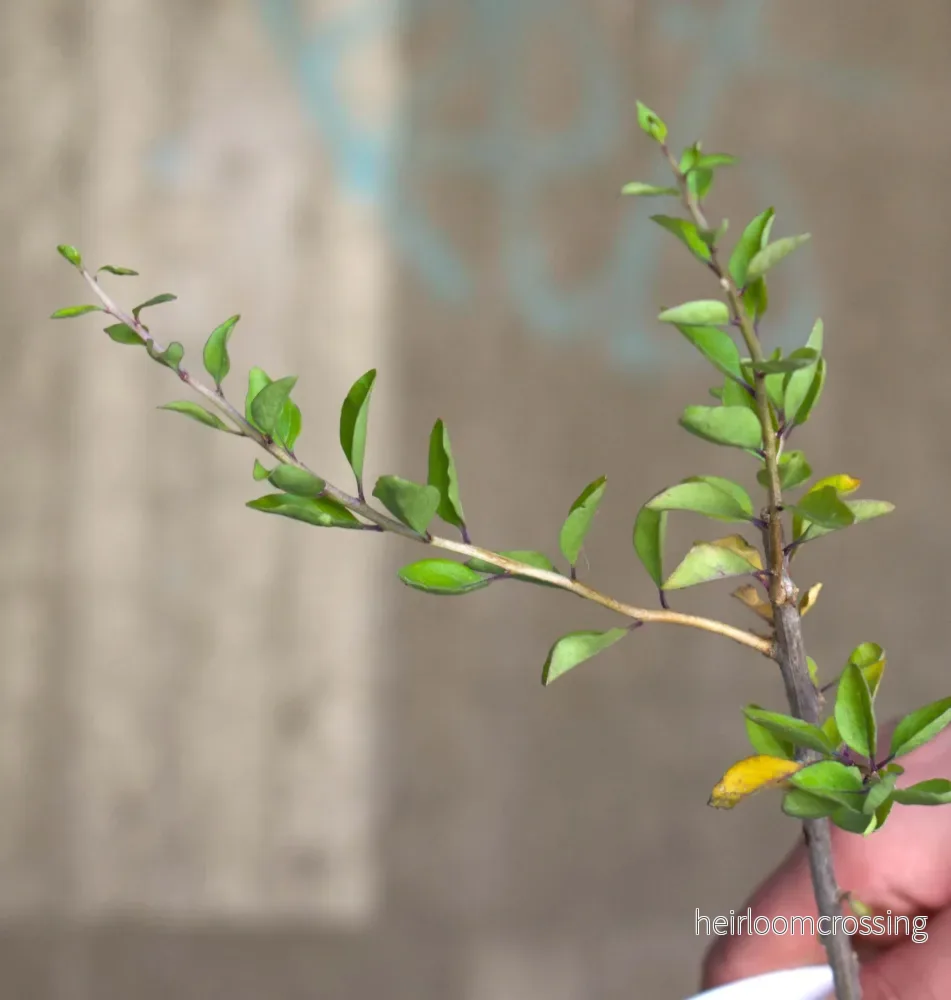 Gojibärsbuske 'Lycium Barbarum' - Bild 2