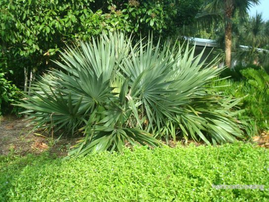 Dvärgpalmetto (Sabal moll) | frön, 10 st. - Bild 3