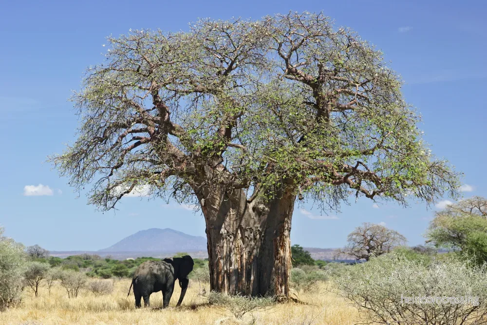 Baobabträd (Adansonia digitata) | frön, 10 st.