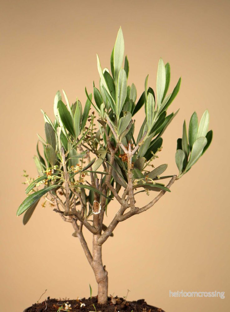Olivträd | Olea europaea - Bild 2