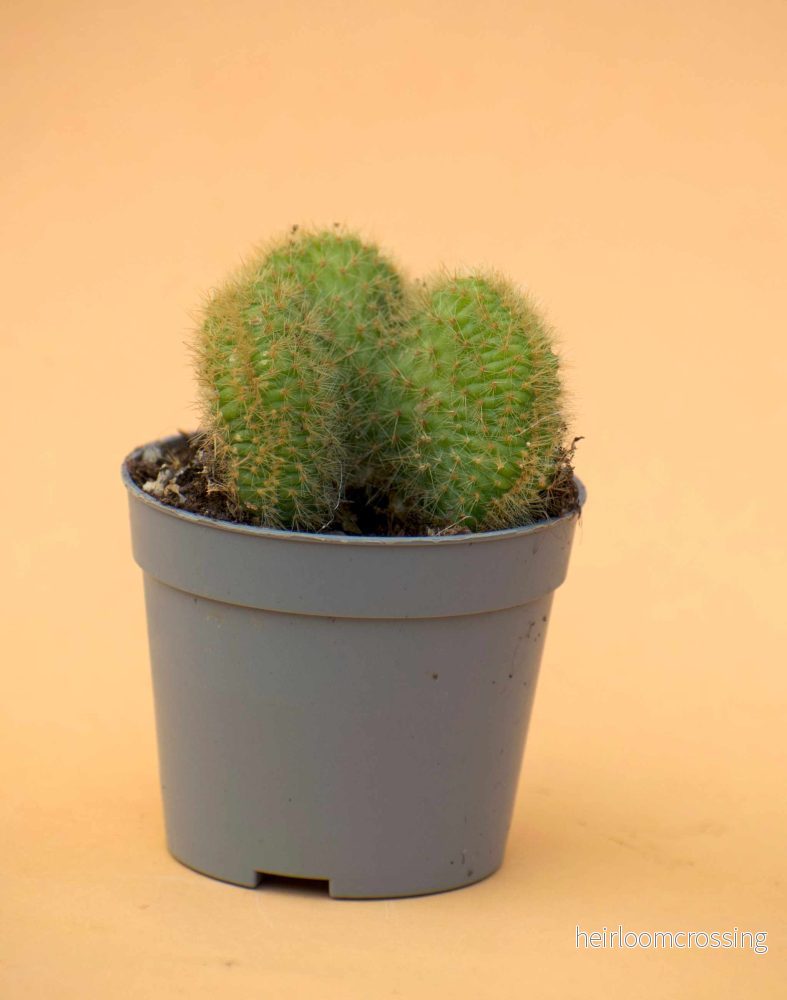 Bronskaktus 'Hildewintera aureispina' - Bild 2