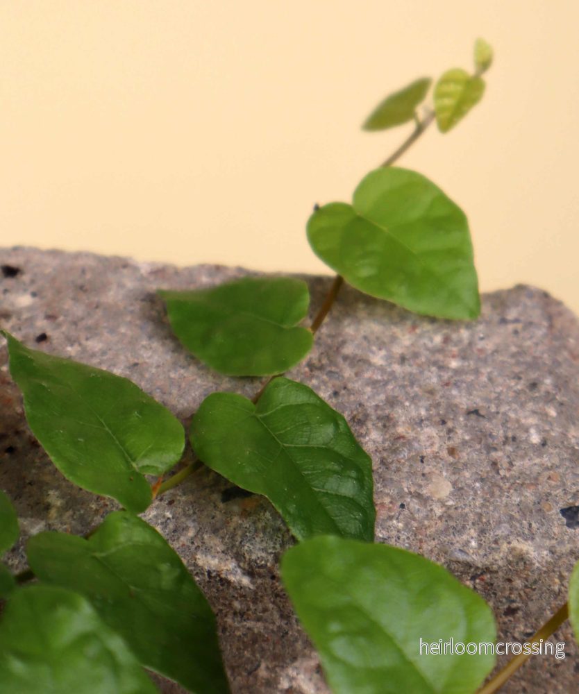 Ficus pumila 'klätterfikus' - Bild 3
