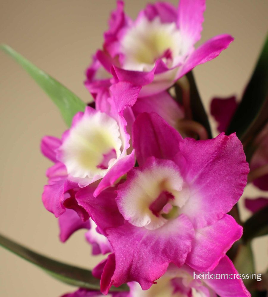 Dendrobium nobile - Bild 2
