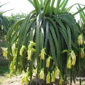 Vit drakfrukt (Hylocereus undatus) | frön, 20 st.