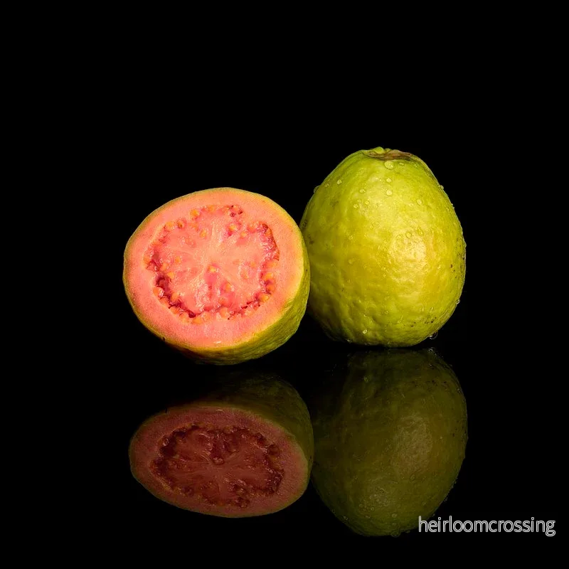 Guava (Psidium guajava) | frön, 10 st. - Bild 3