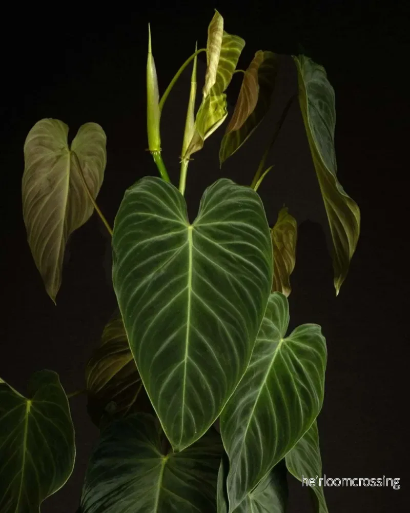 Philodendron splendid (verrucosum x melanochrysum)