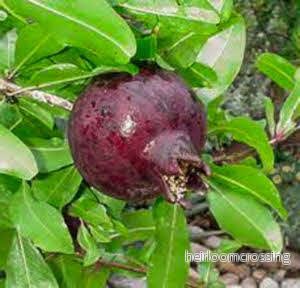 Lila dvärggranatäpple (Punica granatum "lila frukt") | frön, 10 st.