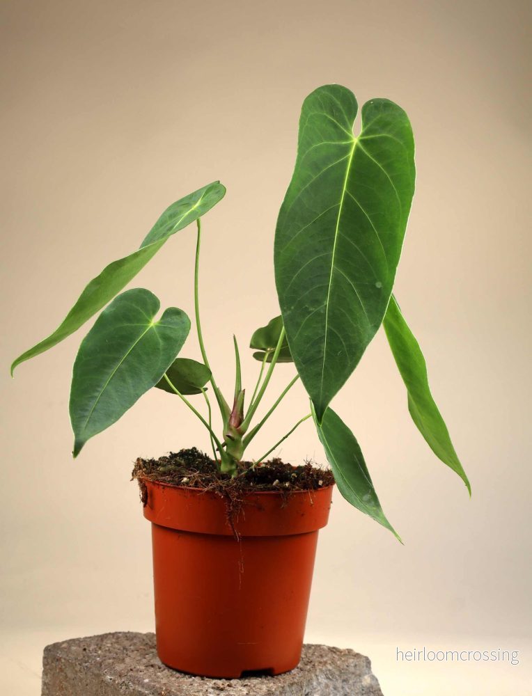Anthurium queremalense