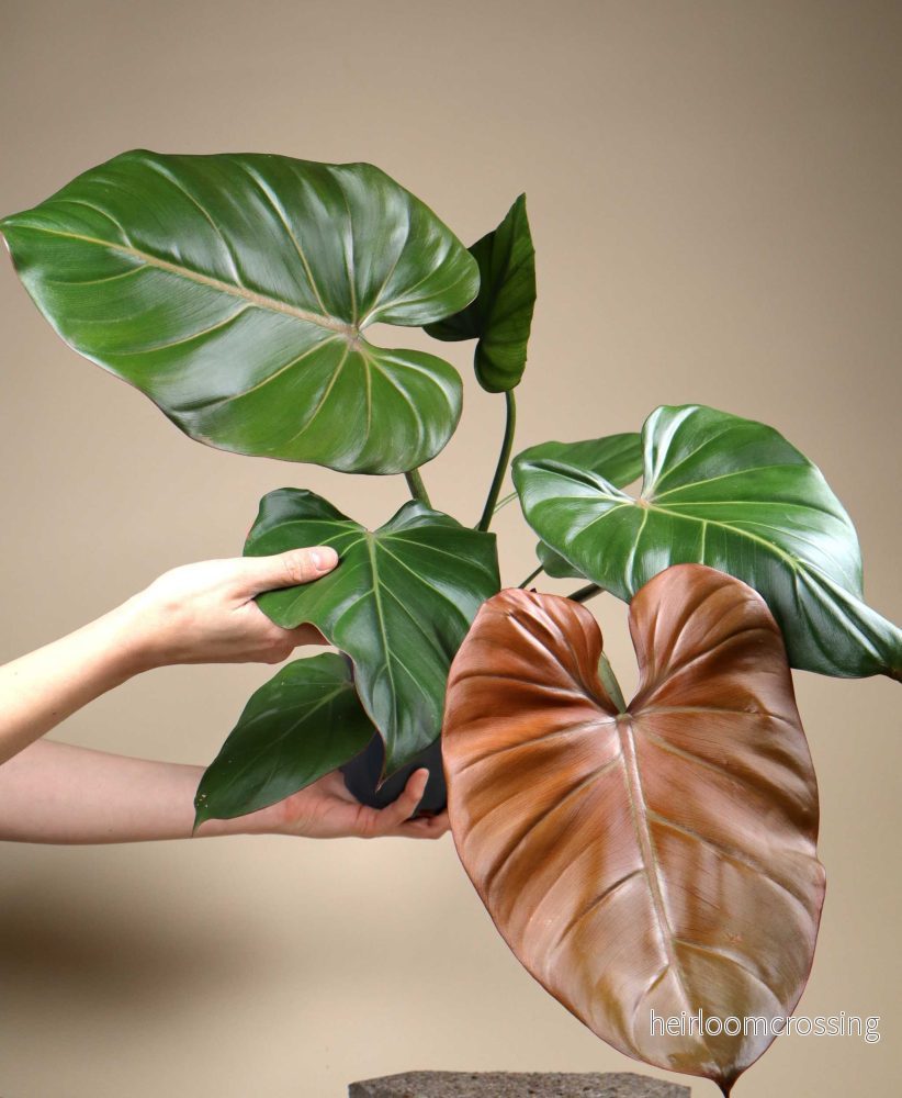 Philodendron 'Summer Glory'