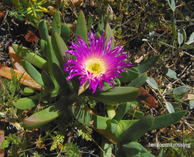 Hottentotfikon (Carpobrotus chilensis) | frön, 10 st.