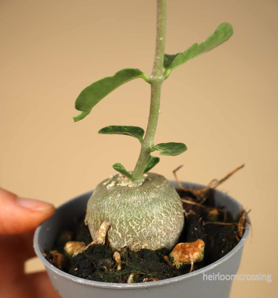 Fockea edulis - Bild 3